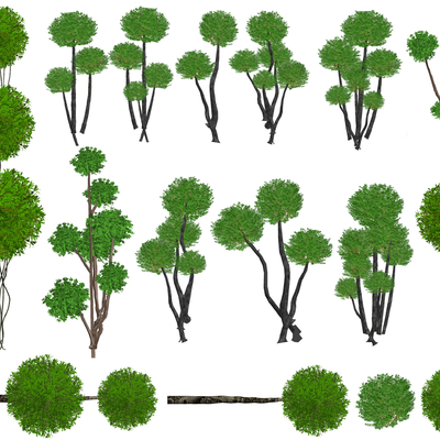  女贞 灌木su模型 