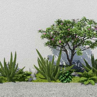  花草 狐尾天门冬su模型 