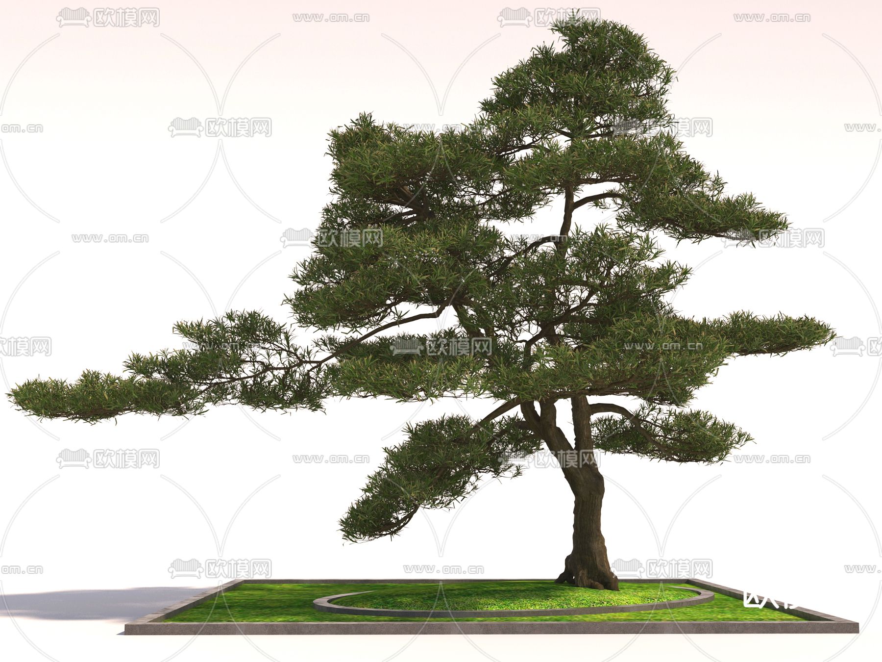 景观树 松树3d模型下载