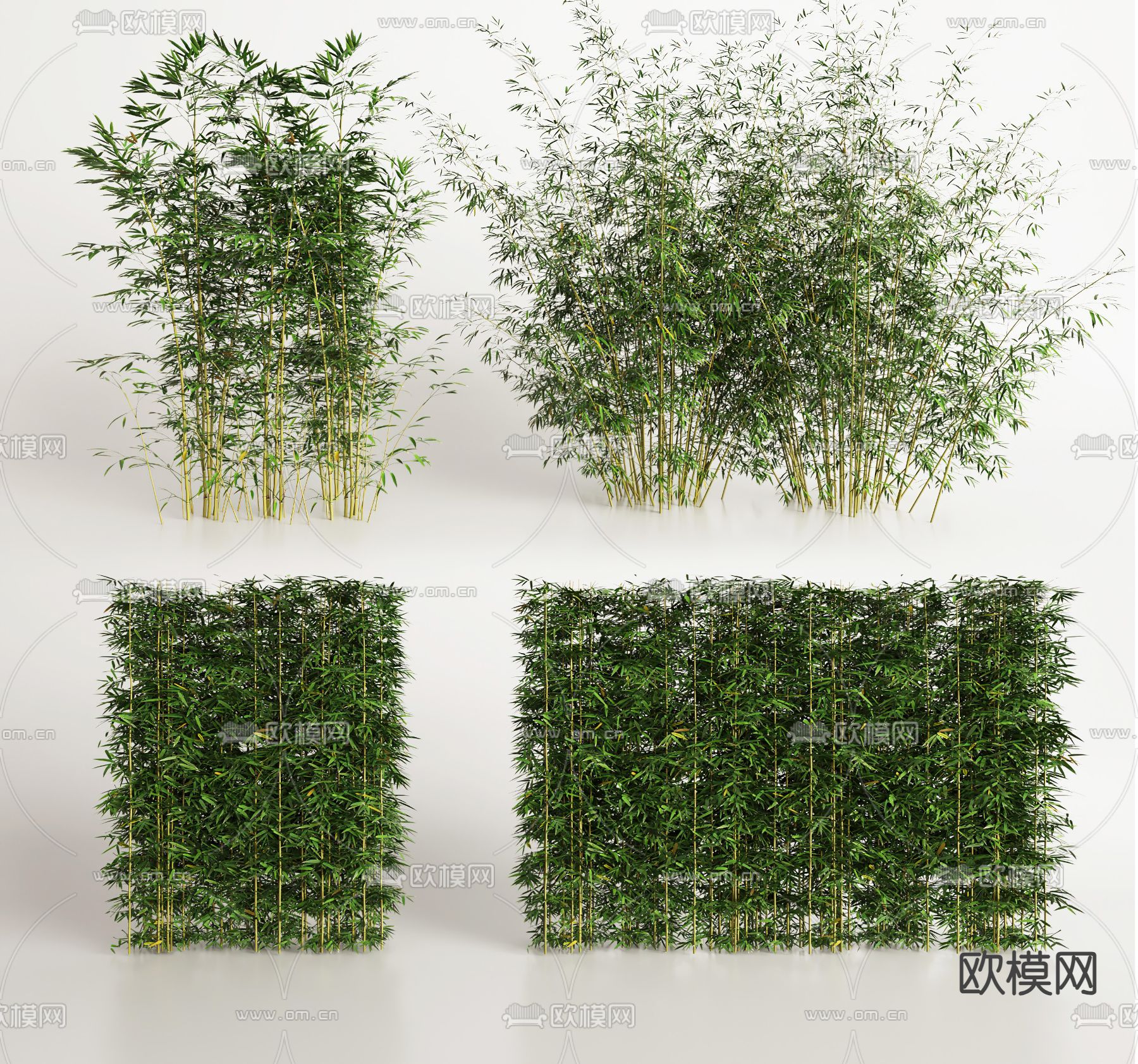 竹子 竹林 文竹3d模型下载