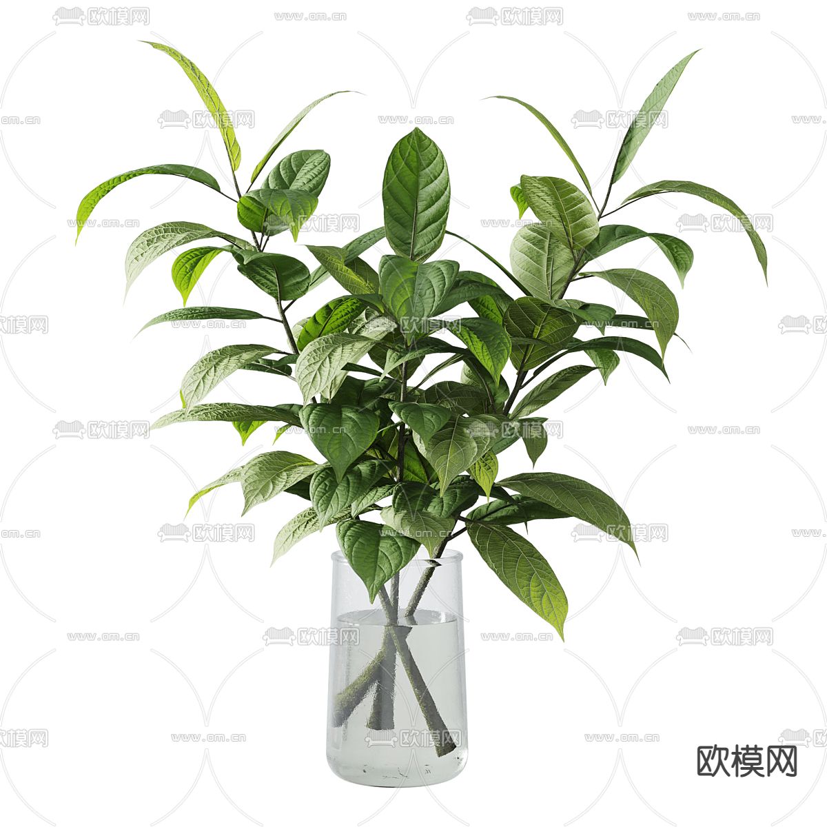 水培绿植 水生植物3d模型下载（渲染图2）