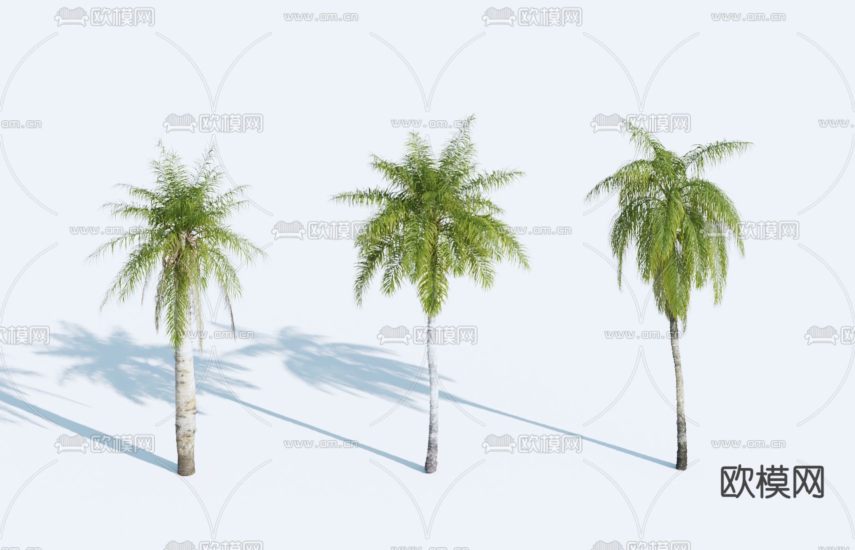 果树 热带树 椰子树 景观树3d模型下载