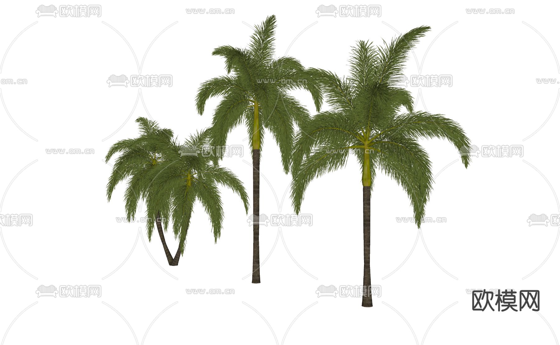 椰子树 棕榈树su模型下载（渲染图2）