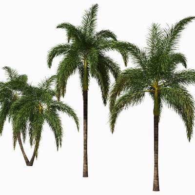  椰子树 棕榈树su模型 