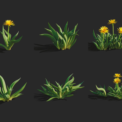  仙女花 花卉su模型 