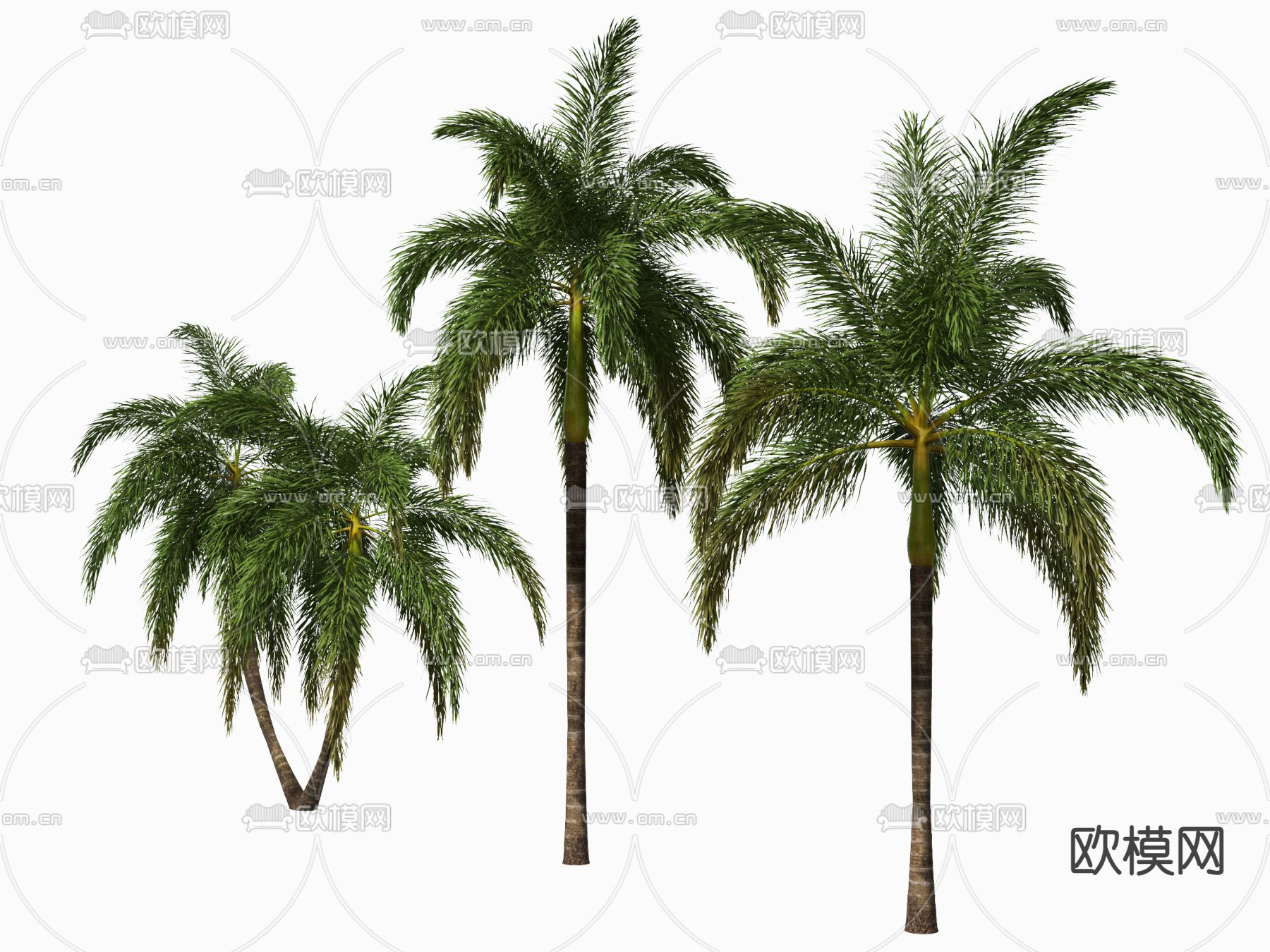 椰子树 棕榈树su模型下载（渲染图1）