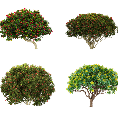  灌木枸骨 冬青 花灌木su模型 