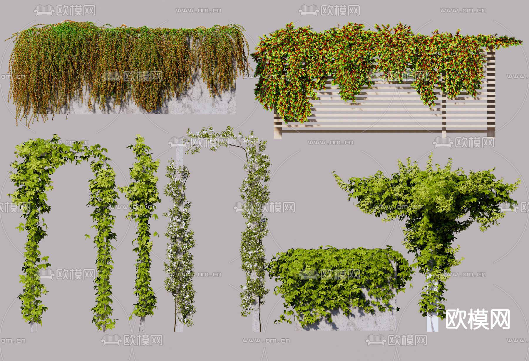 爬山虎 爬藤su模型下载（渲染图1）