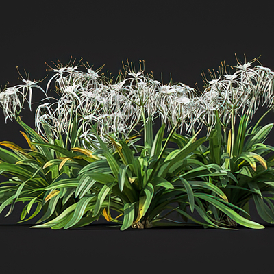  景观花卉 文殊兰 景观草su模型 