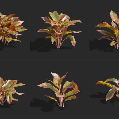  朱蕉灌木 红竹 朱竹su模型 