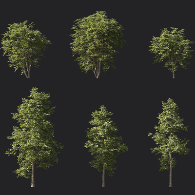  香樟树 榆树 榉树su模型 