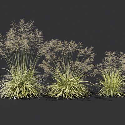  知风草 景观草 观赏草su模型 
