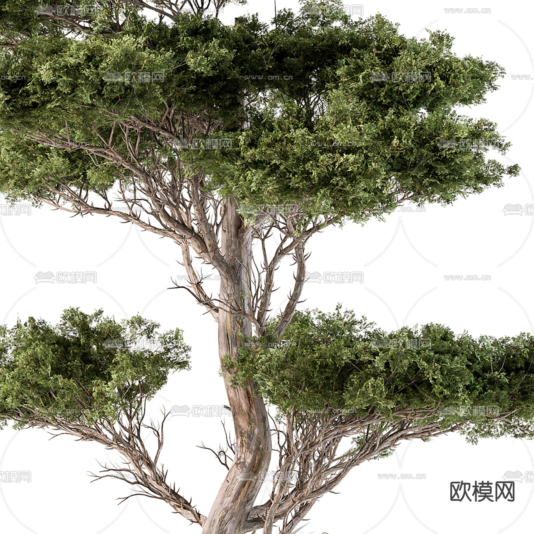 景观树 松柏 大树3d模型下载（渲染图3）