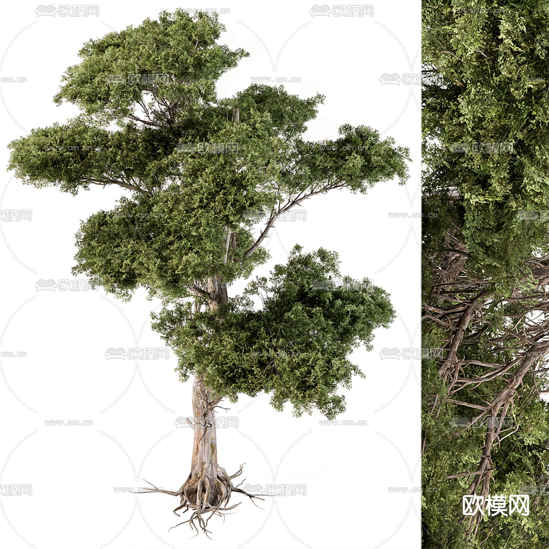 景观树 松柏 大树3d模型下载（渲染图2）