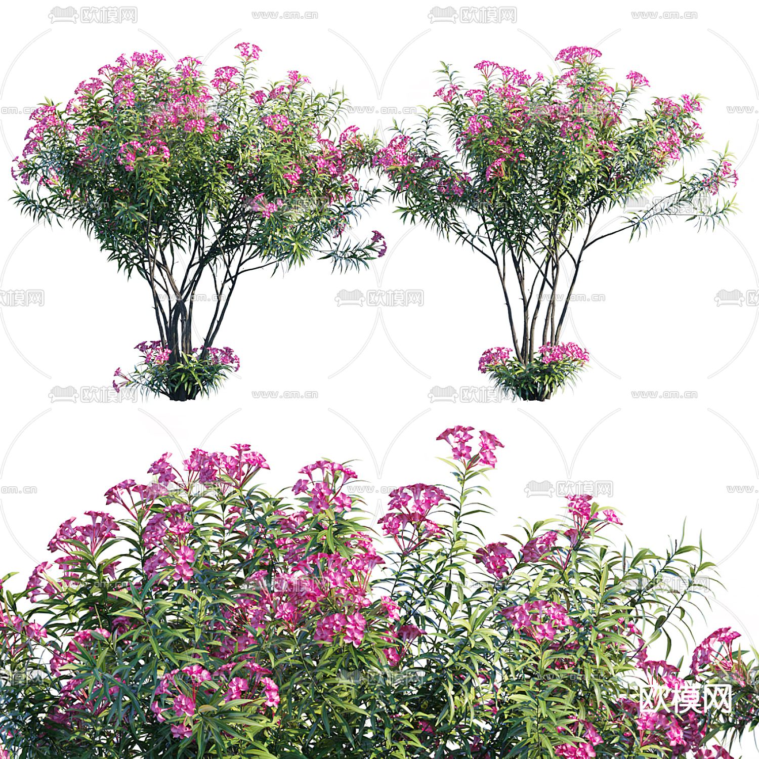 灌木 花树 夹竹桃3d模型下载