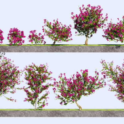  灌木 三角梅 爬藤花卉 景观树su模型 