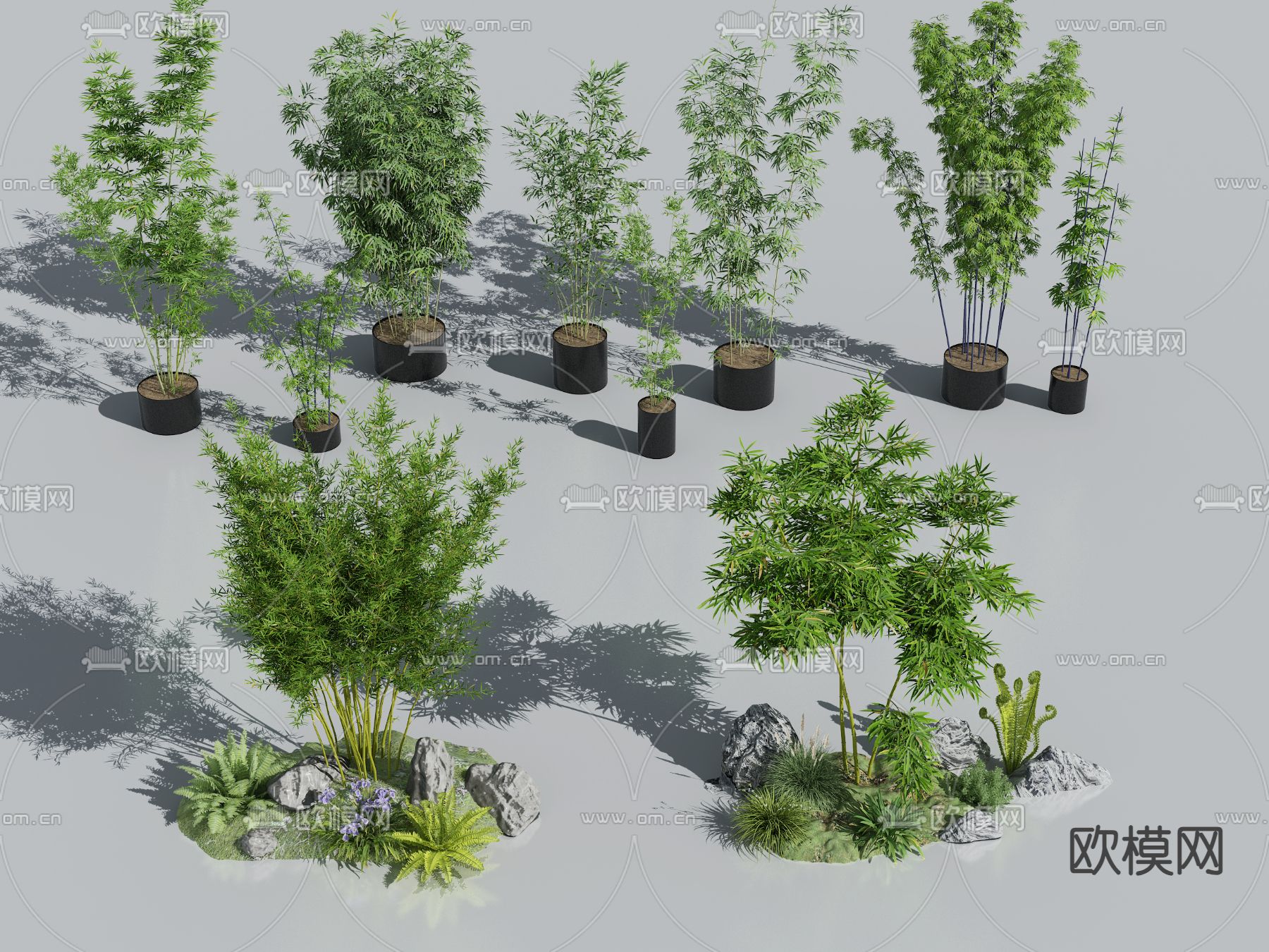 竹子 罗汉竹 盆栽3d模型下载