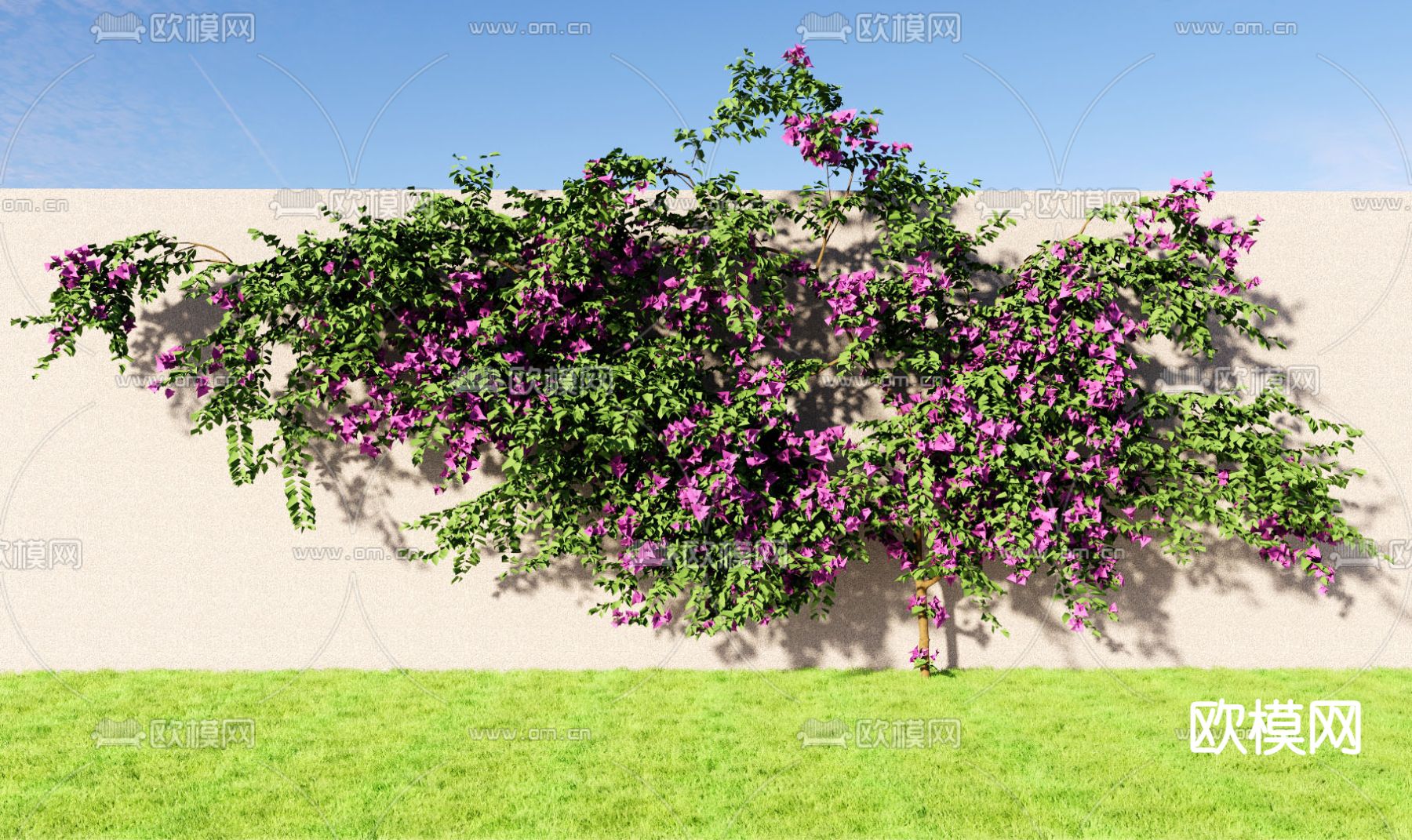 藤本 三角梅 叶子花 爬藤su模型