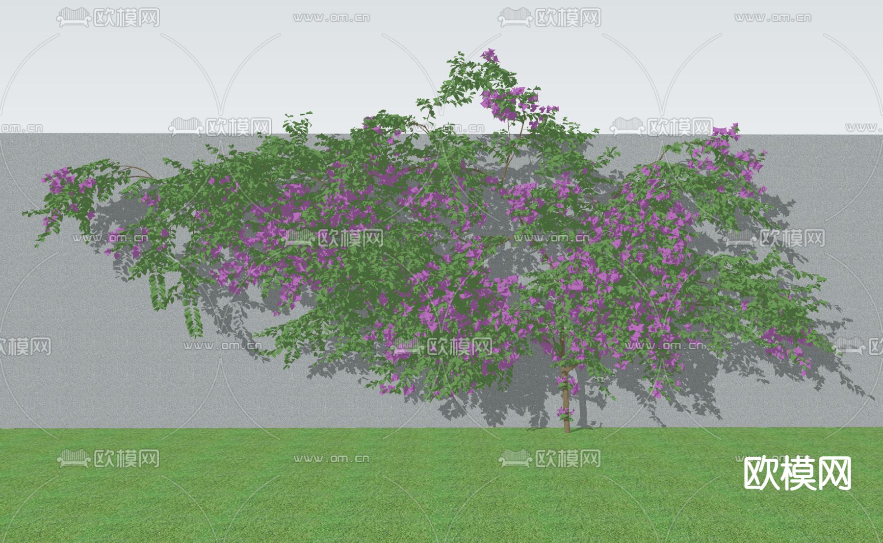 藤本 三角梅 叶子花 爬藤su模型