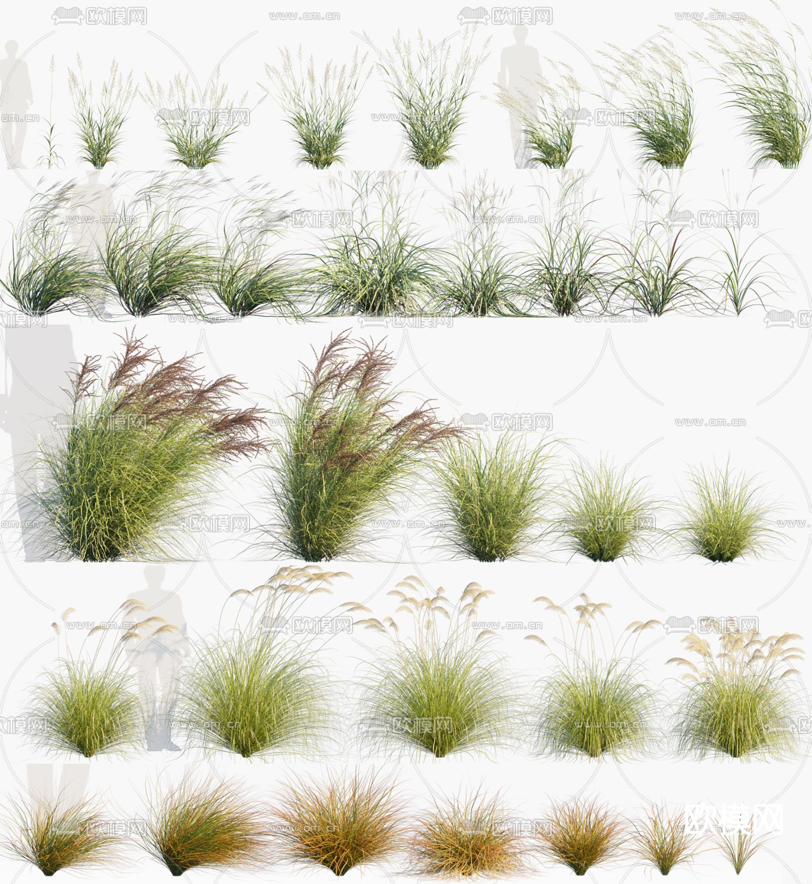 草丛 花草 垂穗草3d模型下载