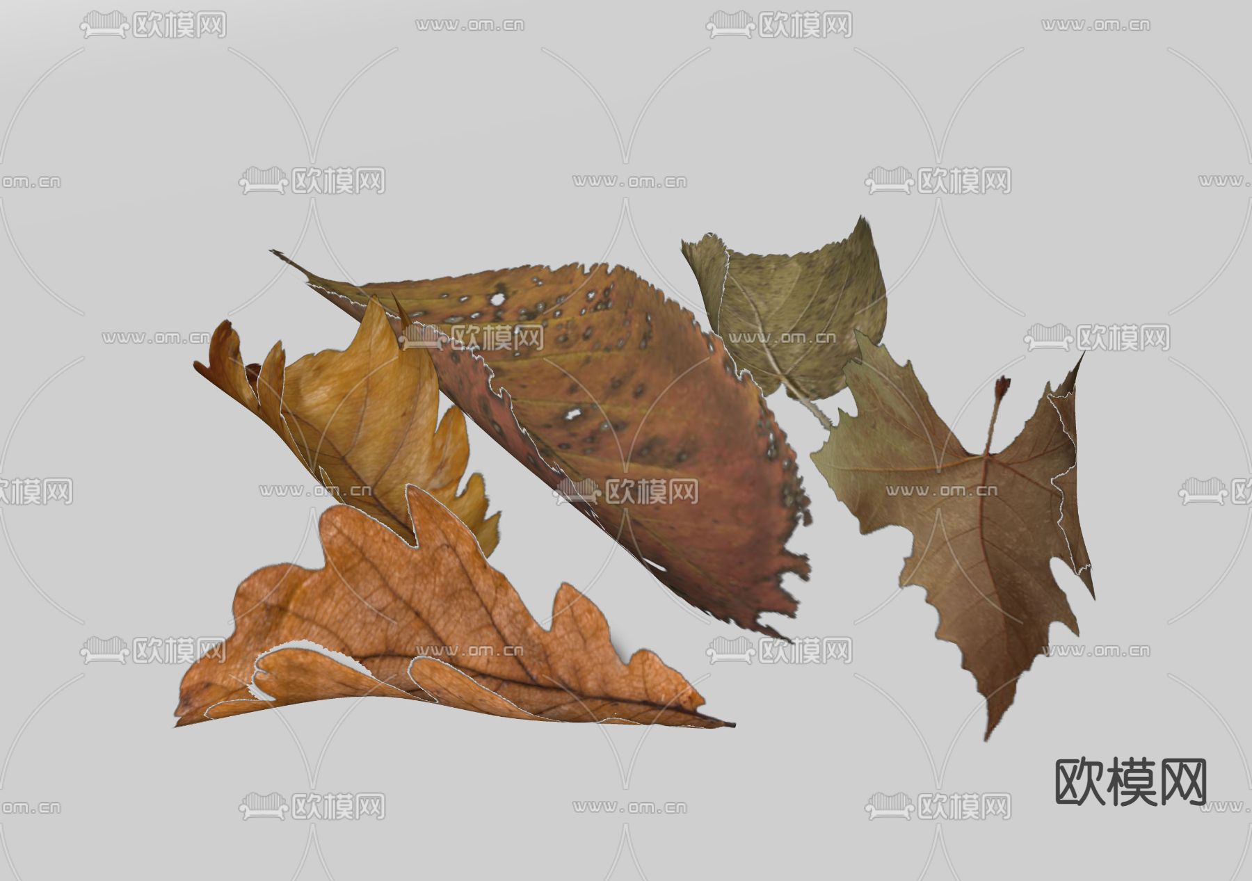 树叶 叶子 枫叶 枯叶su模型下载（渲染图2）
