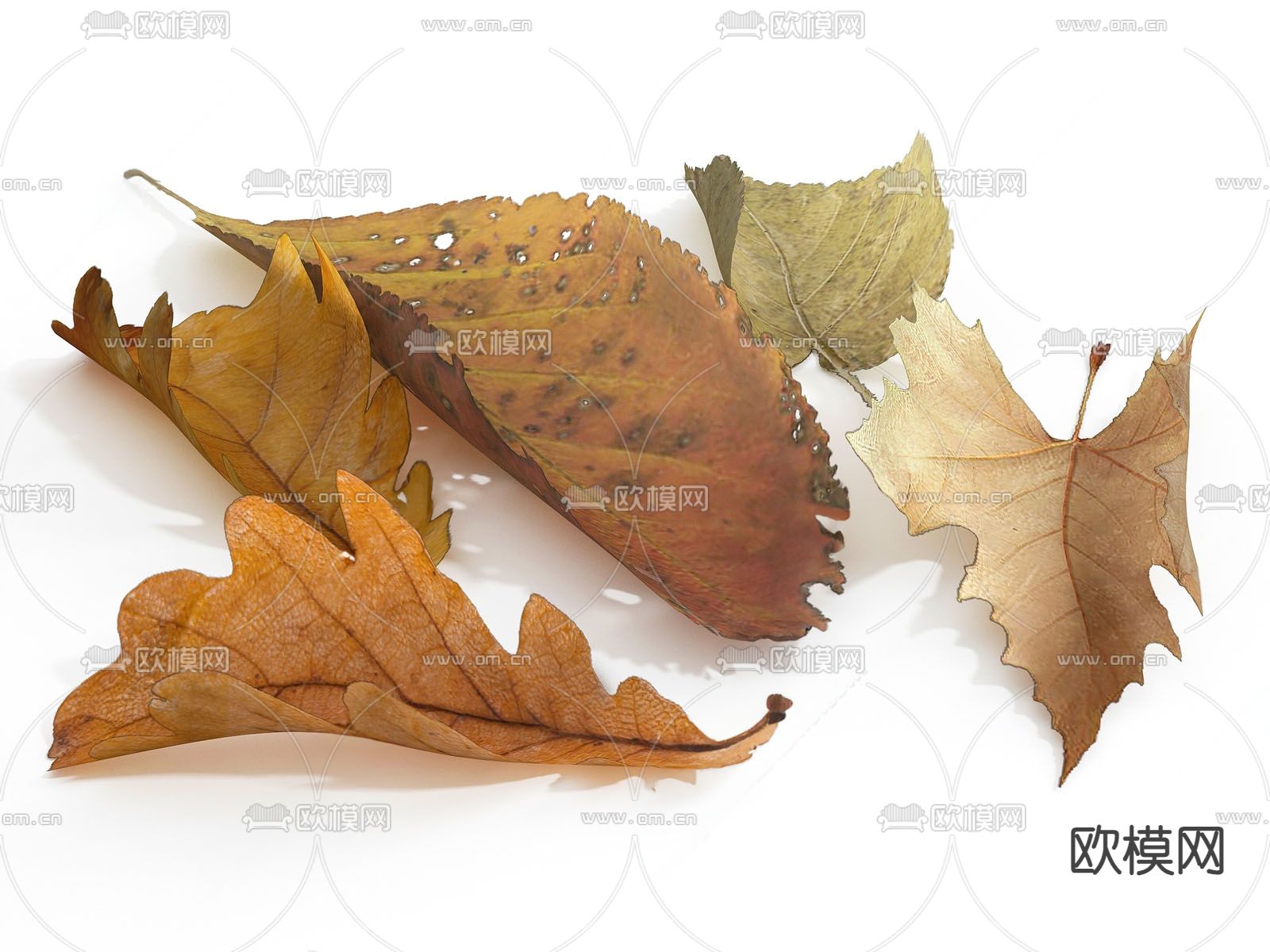 树叶 叶子 枫叶 枯叶su模型下载（渲染图1）