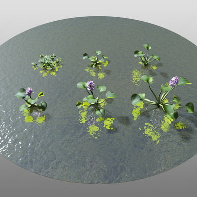  水生植物 水葫芦su模型 