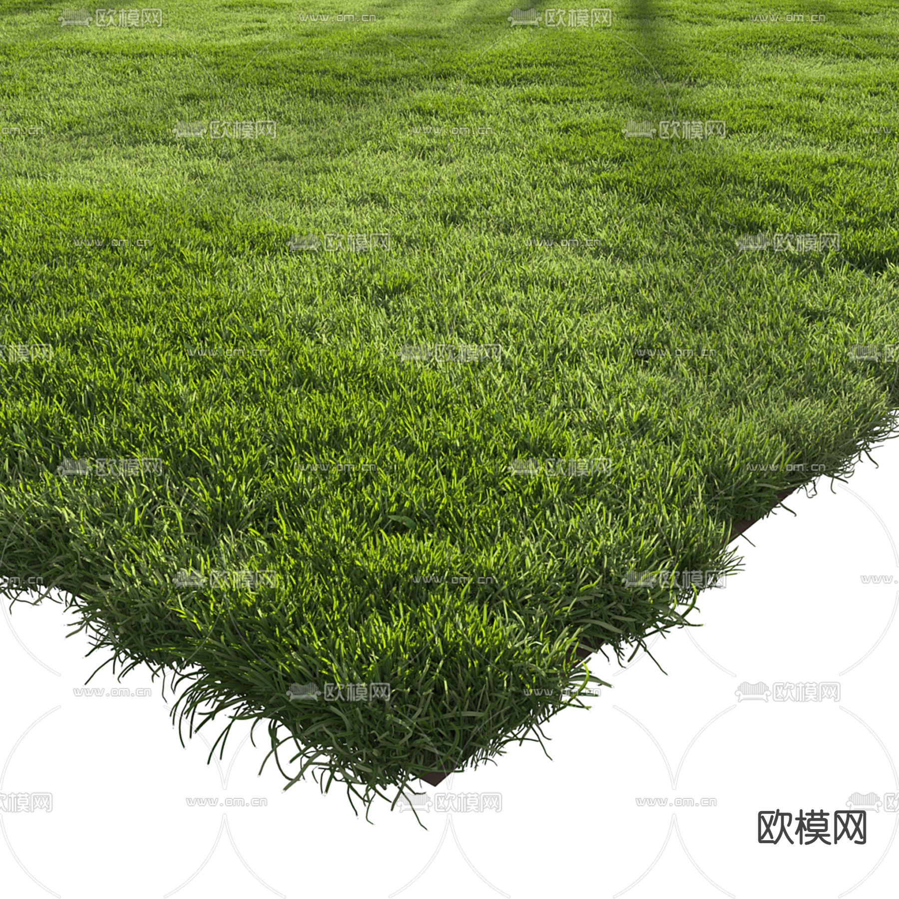 草坪 草地 草皮 花草3d模型下载（渲染图3）