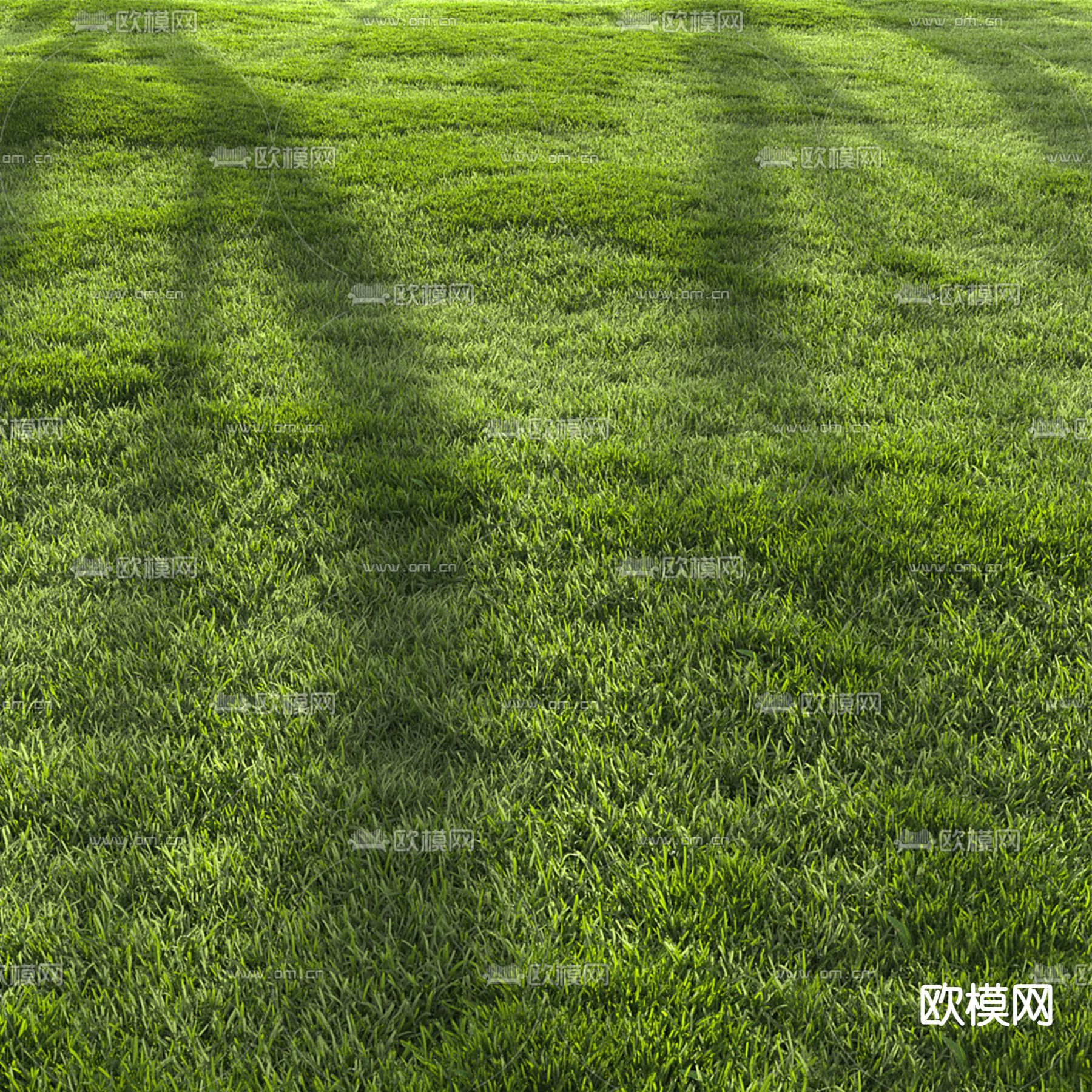 草坪 草地 草皮 花草3d模型下载（渲染图2）