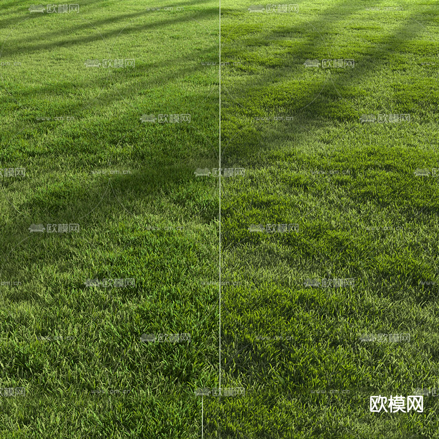 草坪 草地 草皮 花草3d模型下载（渲染图4）