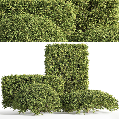  灌木丛 绿化带 绿篱 造型灌木su模型 