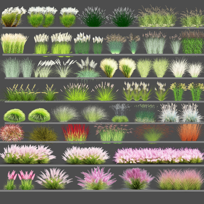  观赏草 花草 杂草su模型 