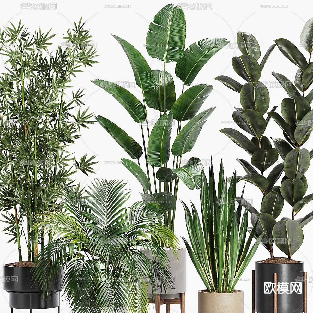 盆栽 盆景 绿植3d模型下载（渲染图3）