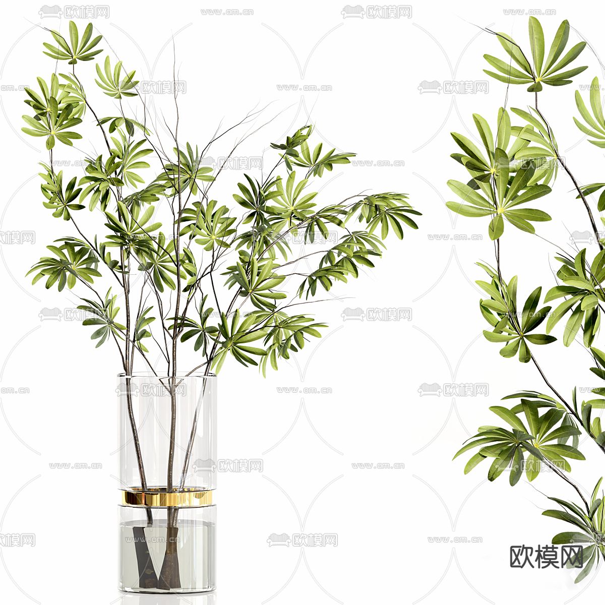 水生植物 水培绿植3d模型下载（渲染图2）