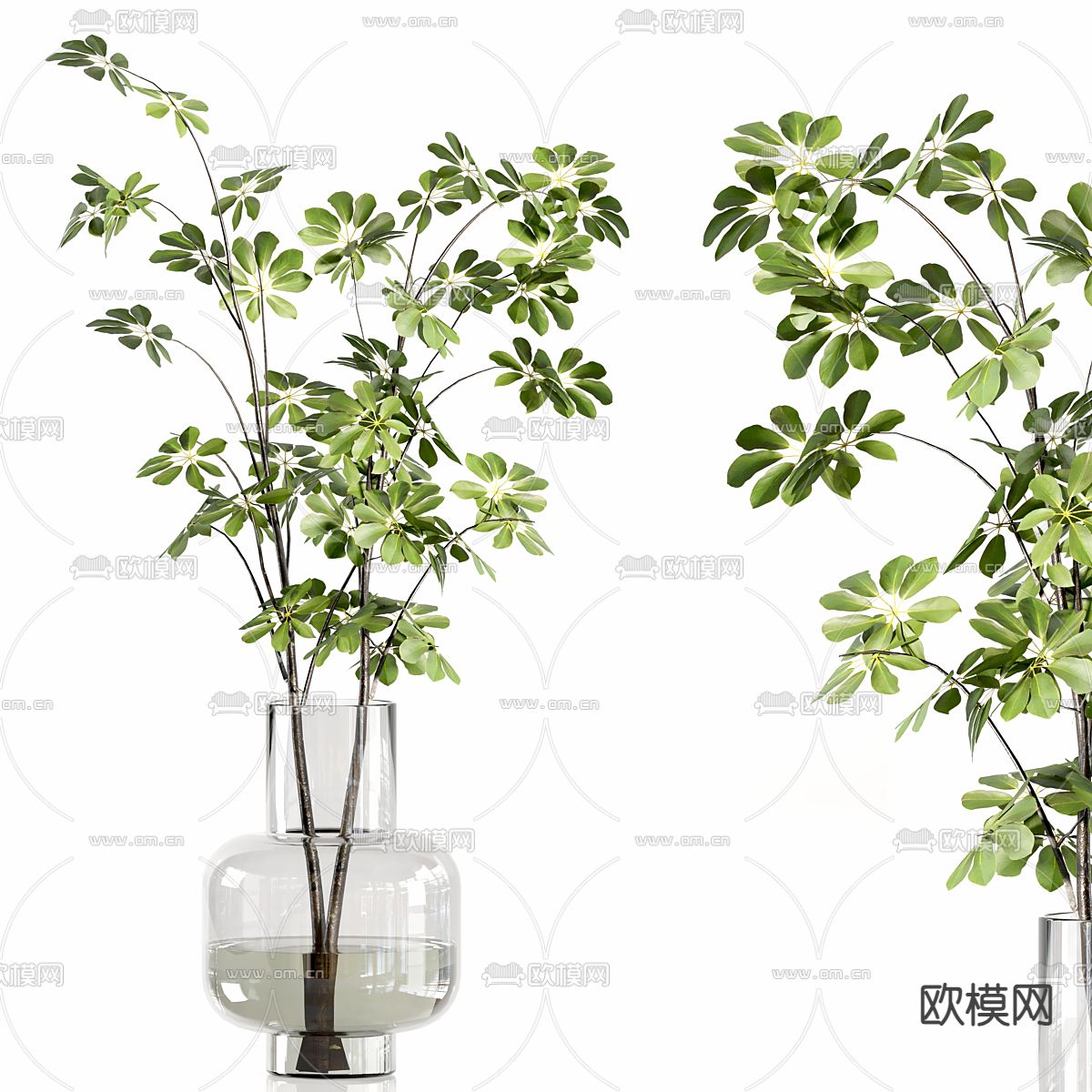 水生植物 水培绿植3d模型下载（渲染图4）