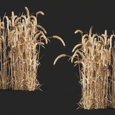  现代农作物su模型 