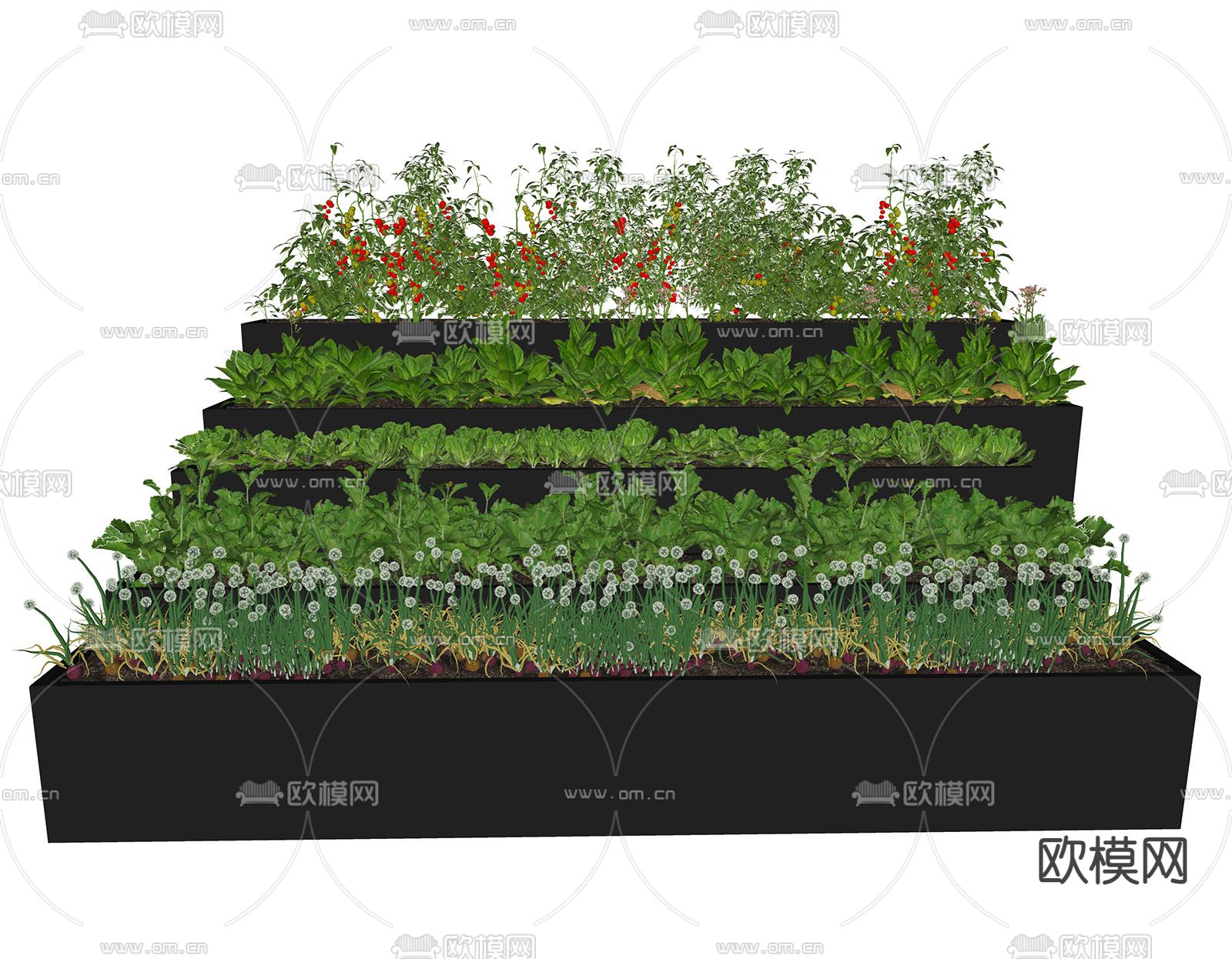 现代农作物菜地su模型下载（渲染图2）