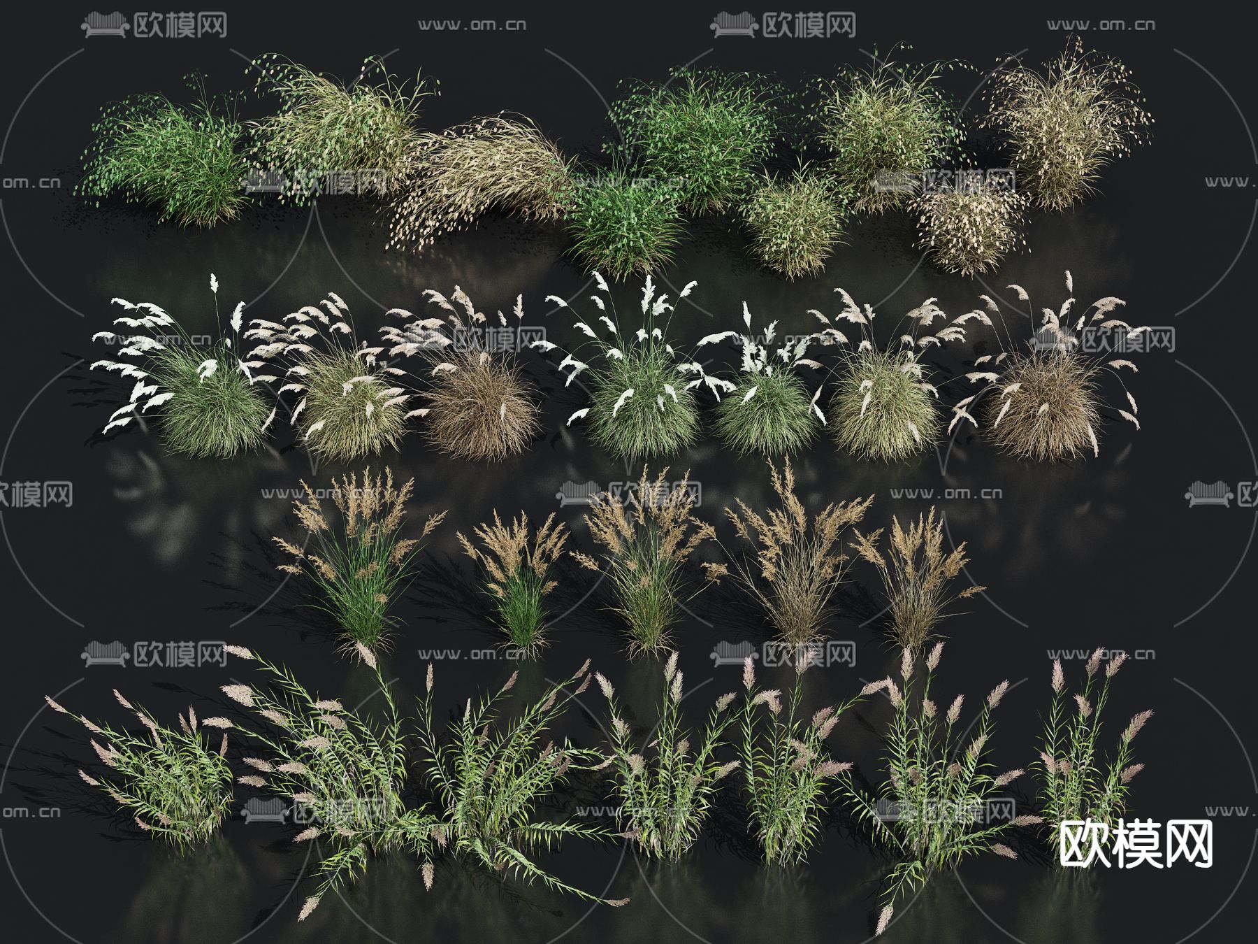 羽毛草 芦苇 粉黛乱子草 狗尾巴草3d模型下载