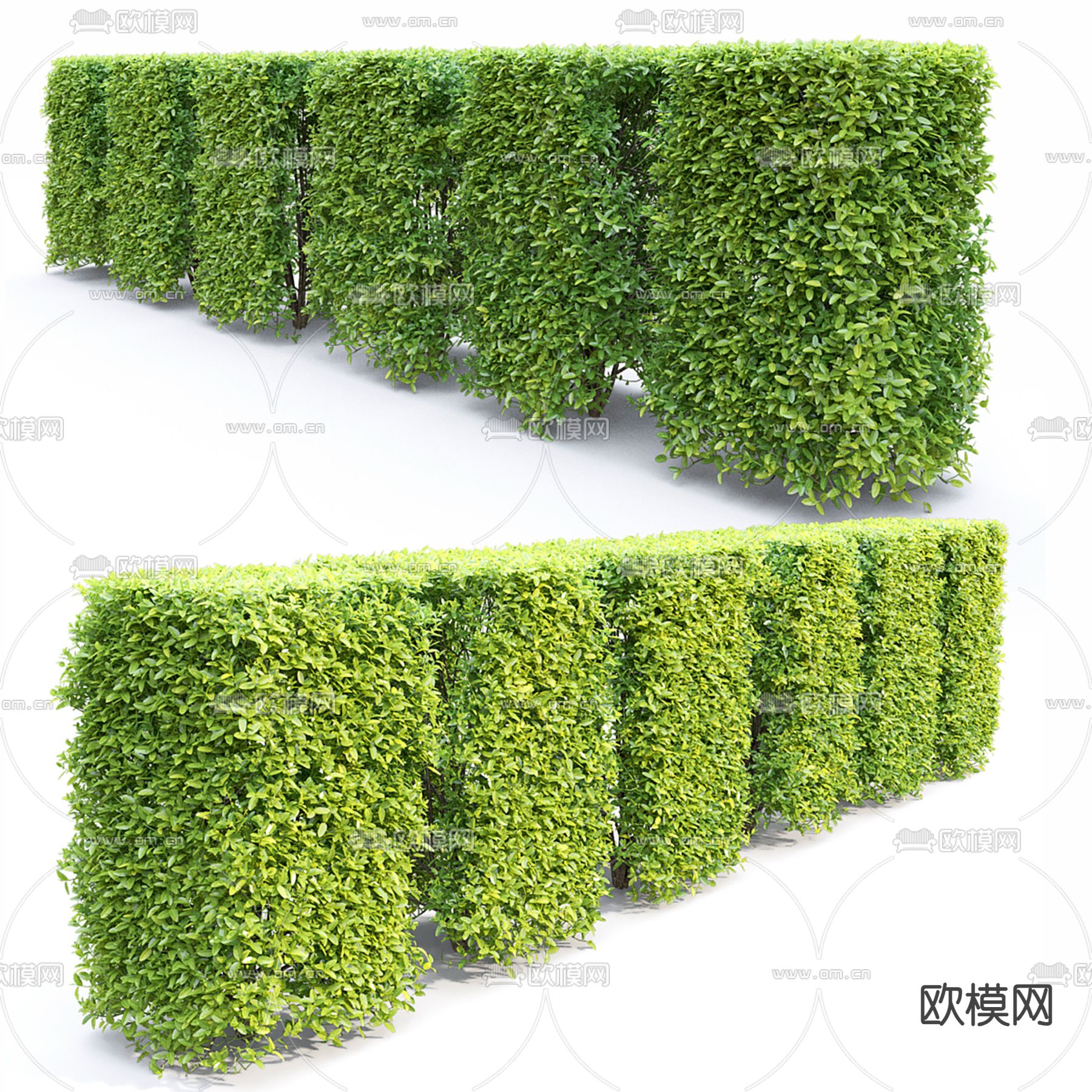 造型灌木 绿篱 绿化带3d模型-Pic-3