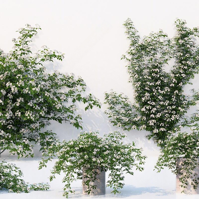  藤蔓 植物 绿植 花草su模型 