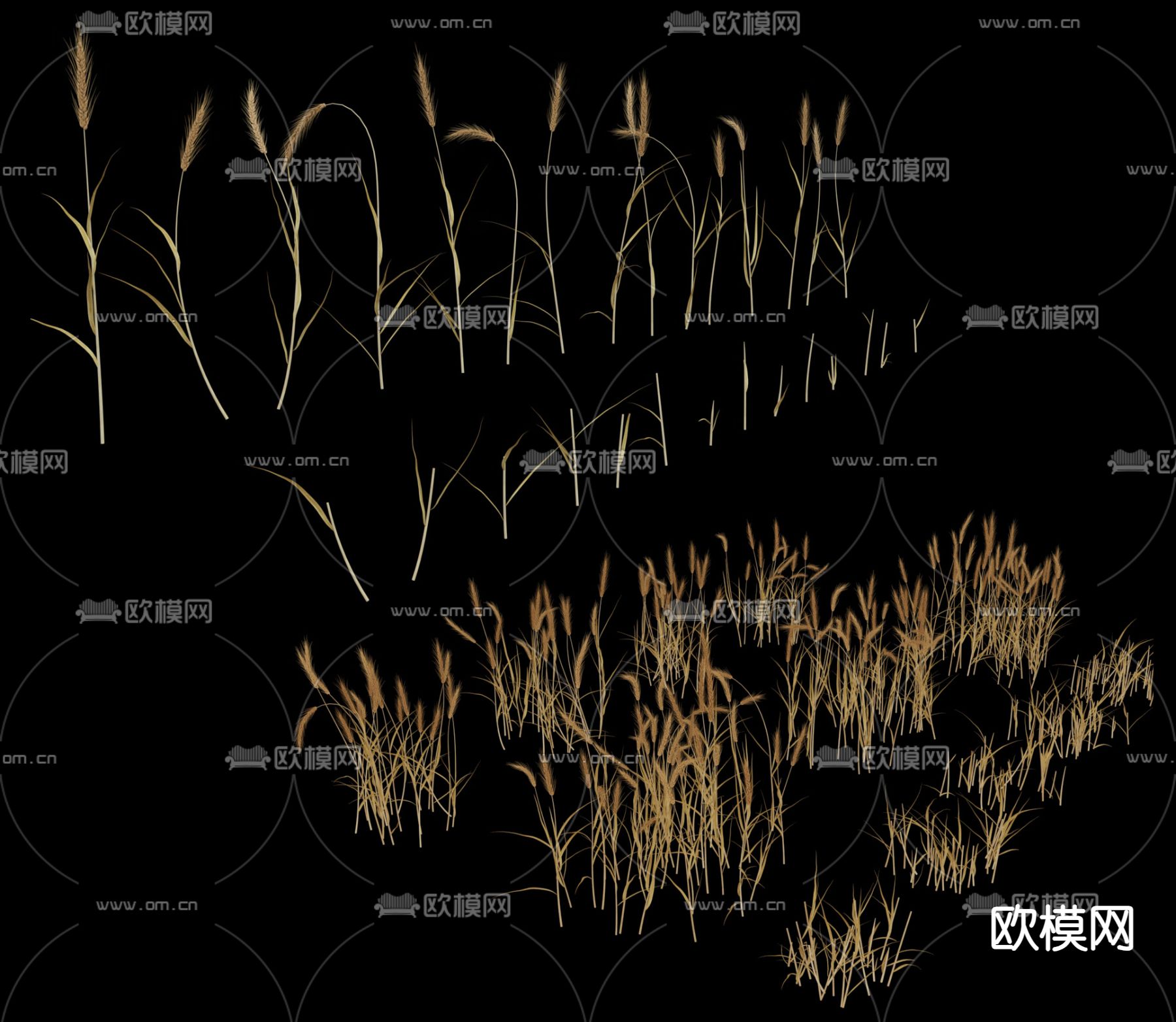 农作物小麦 麦田 庄稼3d模型下载（渲染图4）