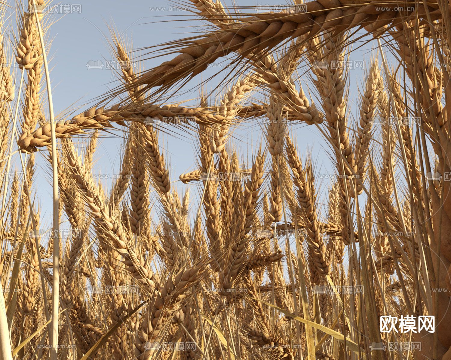 农作物小麦 麦田 庄稼3d模型下载（渲染图3）