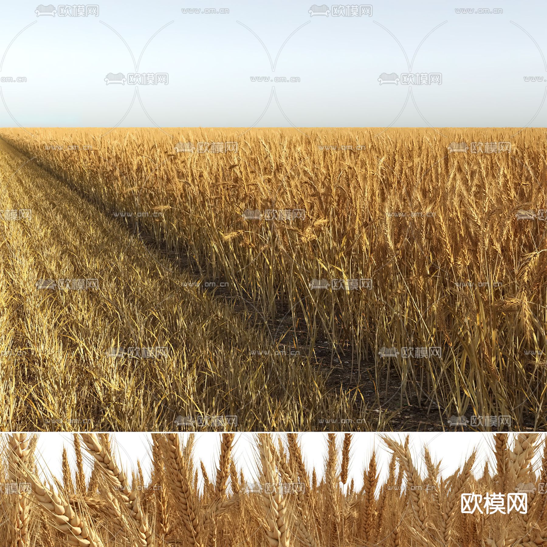 农作物小麦 麦田 庄稼3d模型下载（渲染图1）