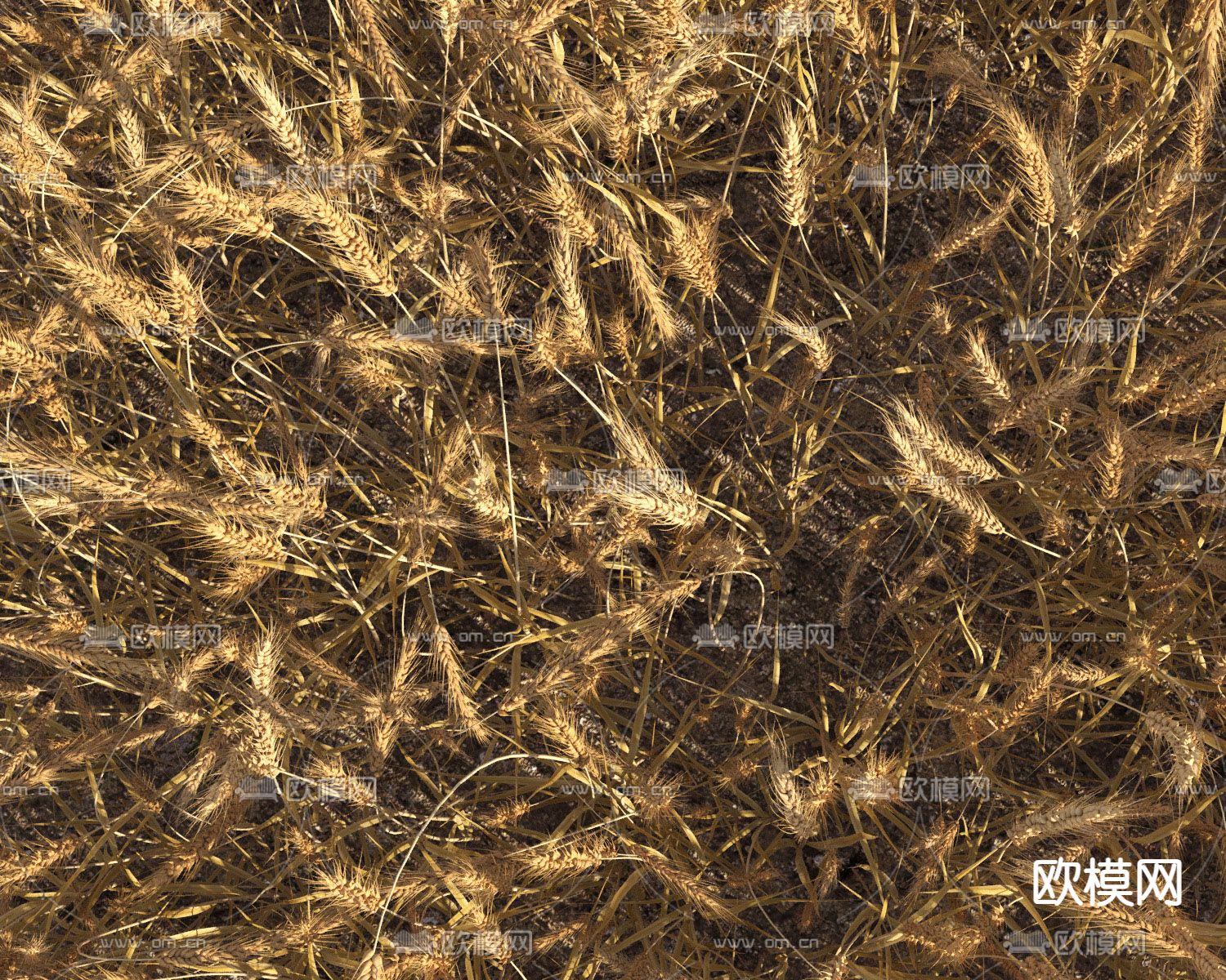 农作物小麦 麦田 庄稼3d模型下载（渲染图2）