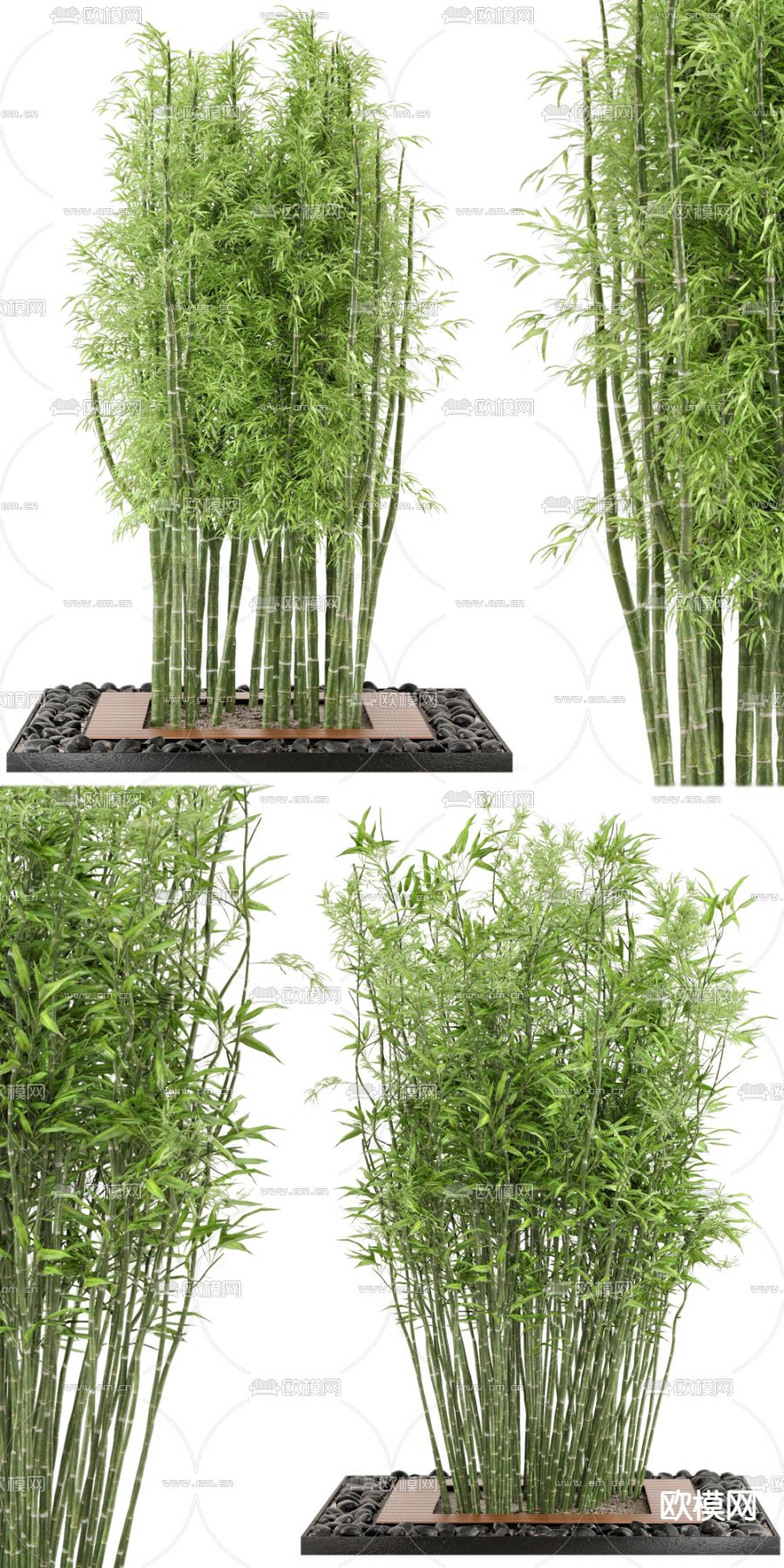 现代竹子 盆栽3d模型下载（渲染图1）