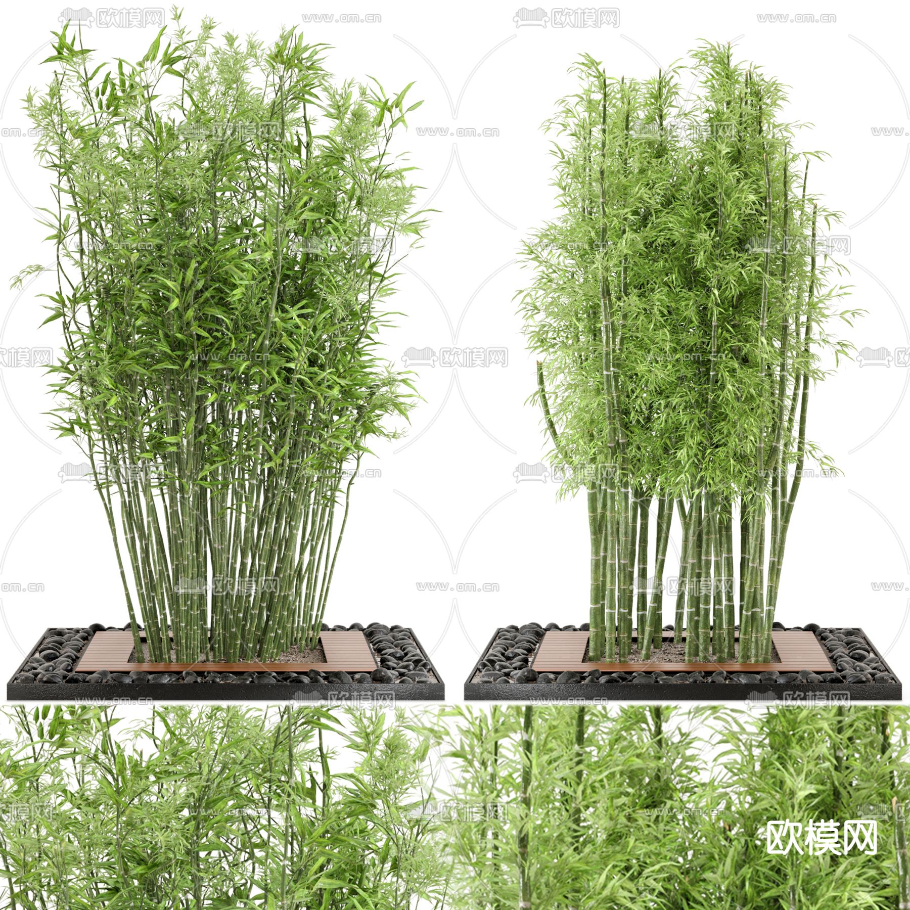 现代竹子 盆栽3d模型下载（渲染图3）