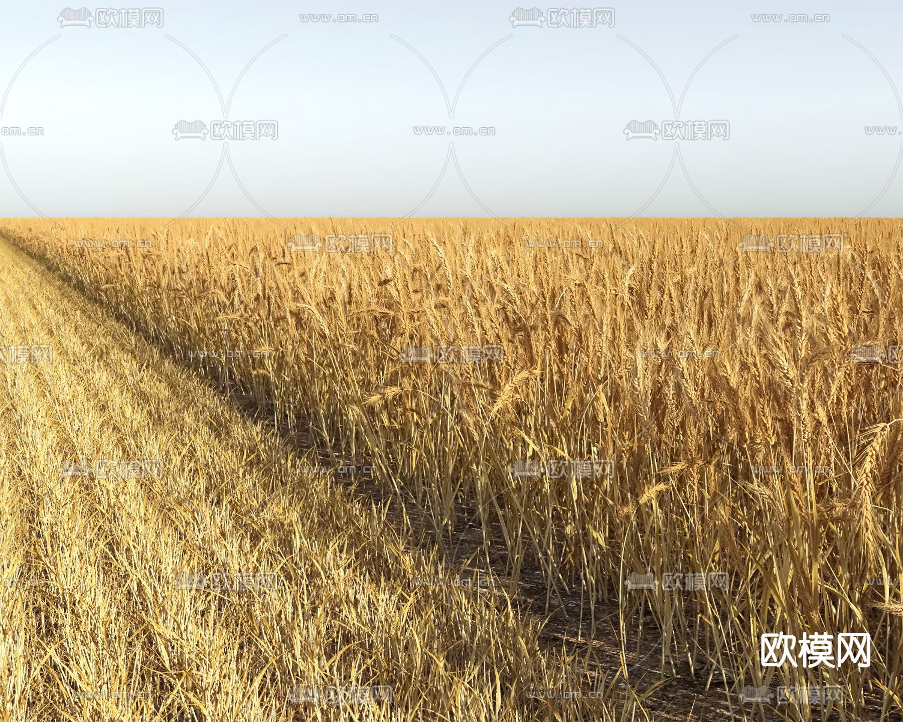 农作物小麦 麦田 庄稼3d模型下载（渲染图6）