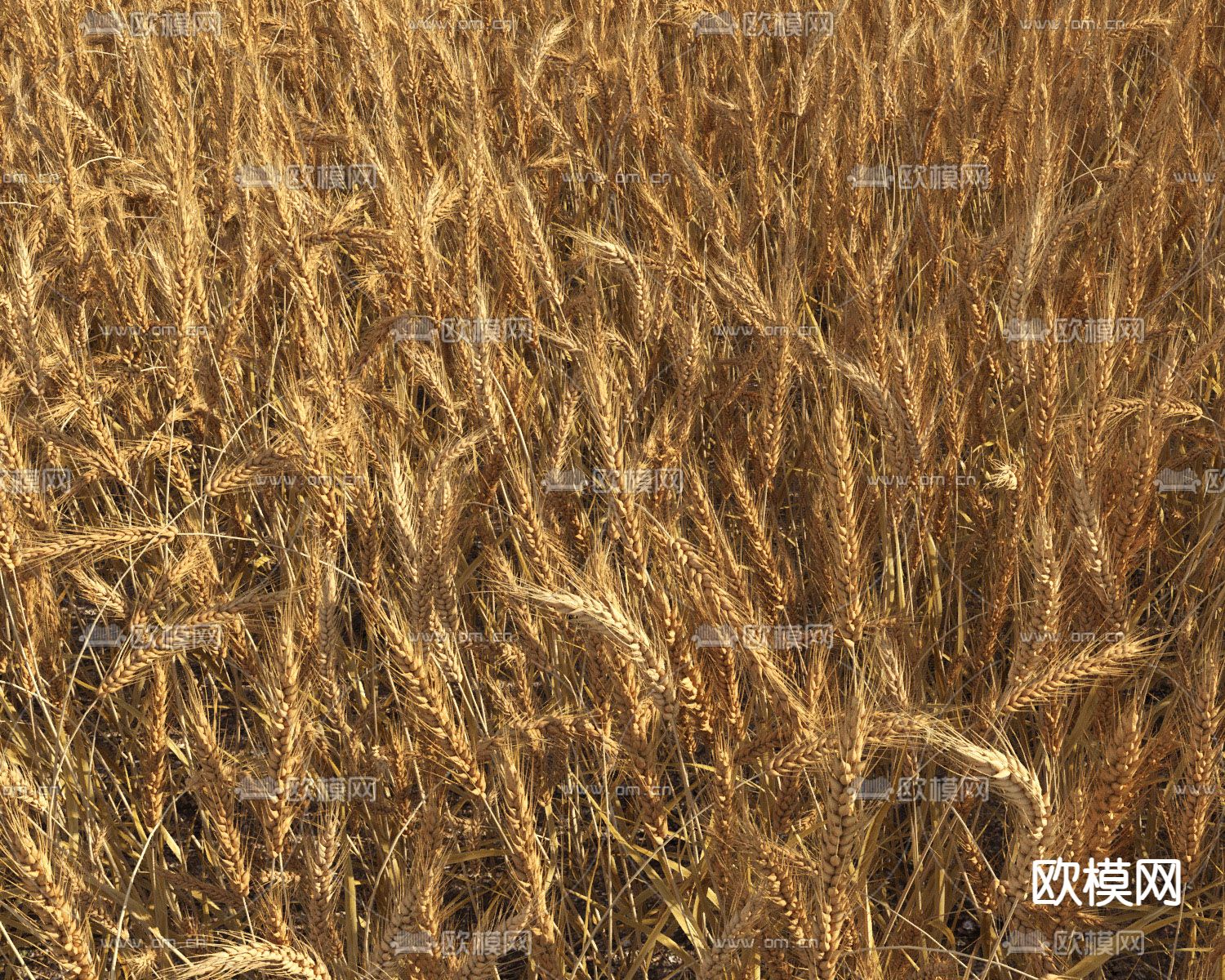 农作物小麦 麦田 庄稼3d模型下载（渲染图8）
