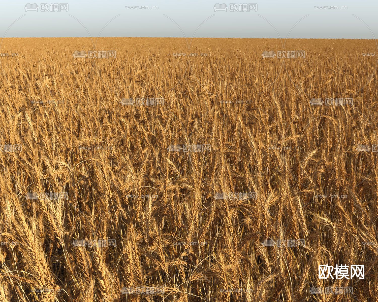 农作物小麦 麦田 庄稼3d模型下载（渲染图5）