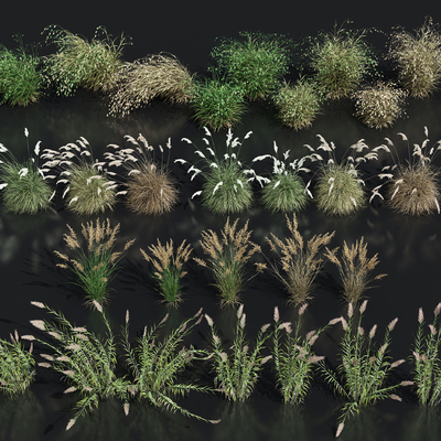  羽毛草 芦苇 粉黛乱子草su模型 